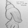 Giant Whelk