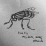 Flesh Fly