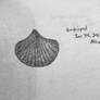 Brachiopod