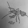 Crayfish