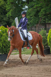 Dressage Stock 014 Trotting