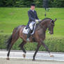 Dressage Stock 047