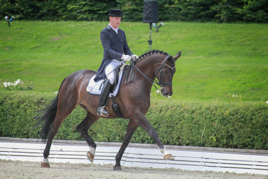 Dressage Stock 047