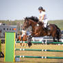 Horse Stock 072