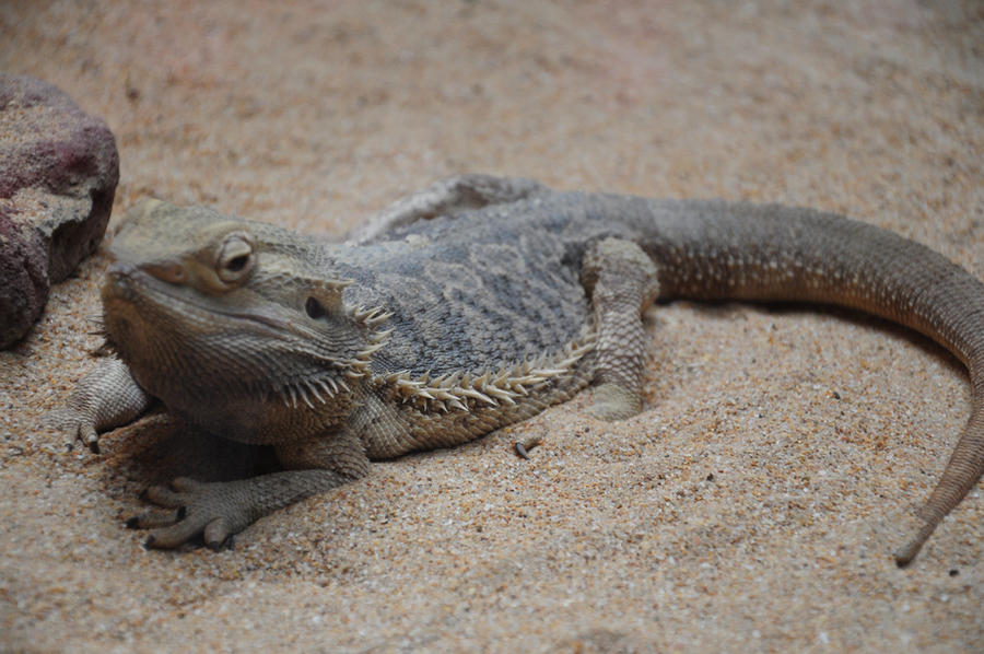 Li Lizard Liz the Lizard by sarahekphotography on DeviantArt