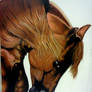 Horse colored pencil