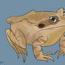 1- Common Frog!