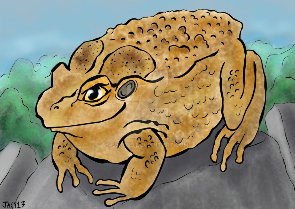 17 Cane Toad By Jacy13 On DeviantArt