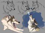 Wolf Expressions Studies by Jacy13
