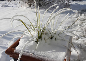 Frosty Plant