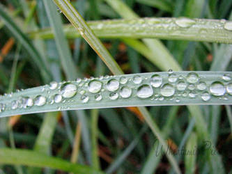 Water on grass IMG 8035Wheatamix Pics