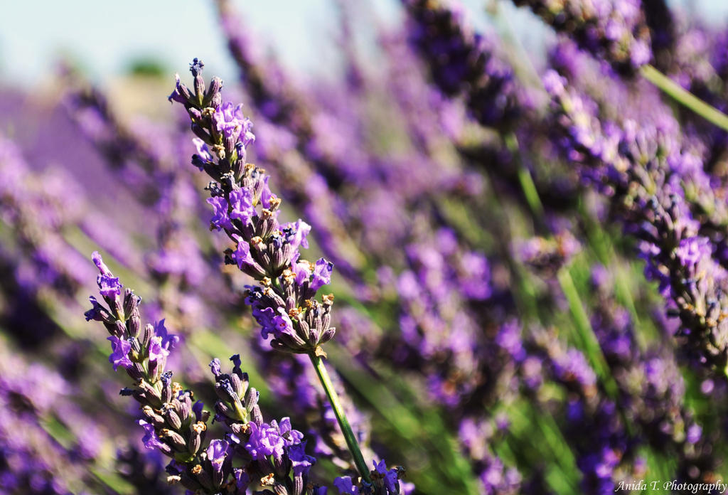 Un ete en Provence II