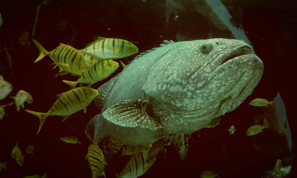 Giant Grouper