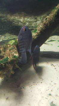 Spawning Cichlids