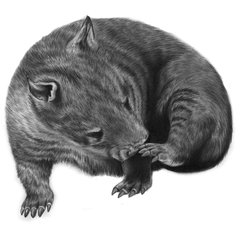 Wombat +Tutorial