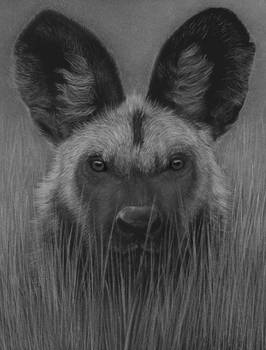 African Wild Dog