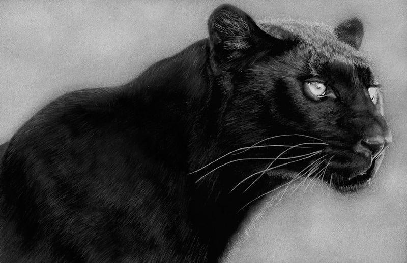 Black Leopard