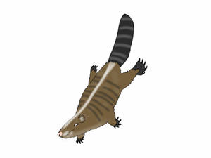 Explore best castorocauda art on DeviantArt