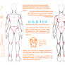 Human Anatomy | 500 WATCHERS TUTORIAL