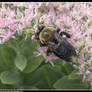 Bumble bee -6-