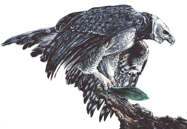 ANIMAL PROJECT - Harpy Eagle (Harpia Harpyja)