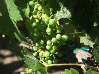 Darioush Grapes