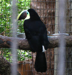 Swainson's Toucan