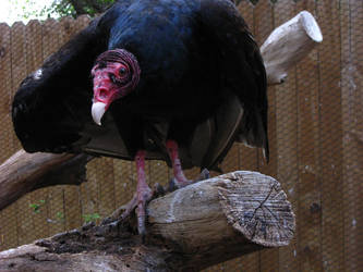 Turkey Vulture