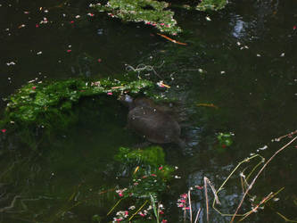 Krefft River Turtles