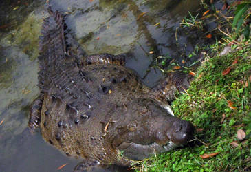 American Crocodile