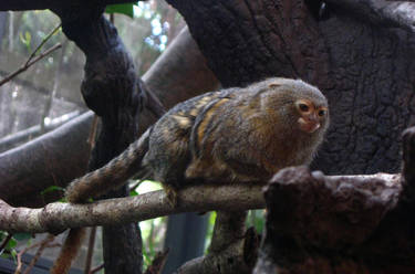 Pygmy Marmoset