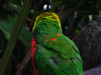 Ruffled Lorikeet Back