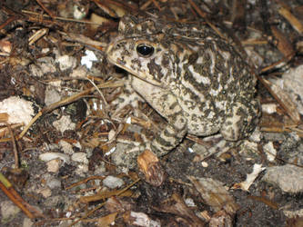 Southern Toad Camouflage