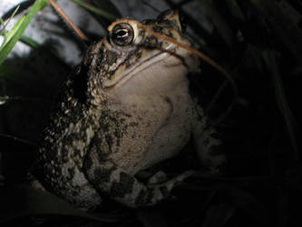 Grim Southern Toad