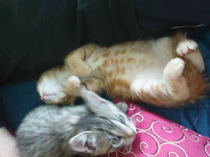 -: Sleepy kittens :-