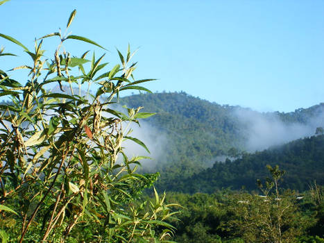 tree top