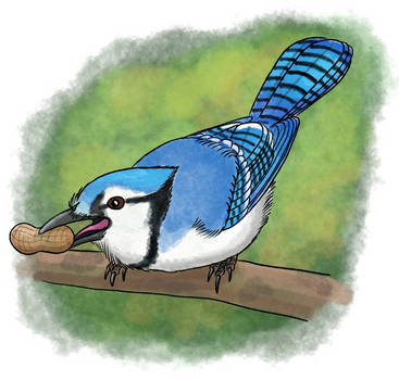 (37/250) Blue Jay