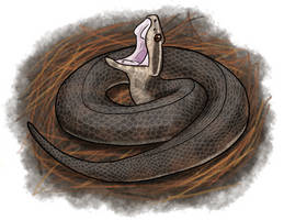 (40/250) Cottonmouth