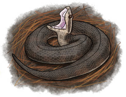 (40/250) Cottonmouth