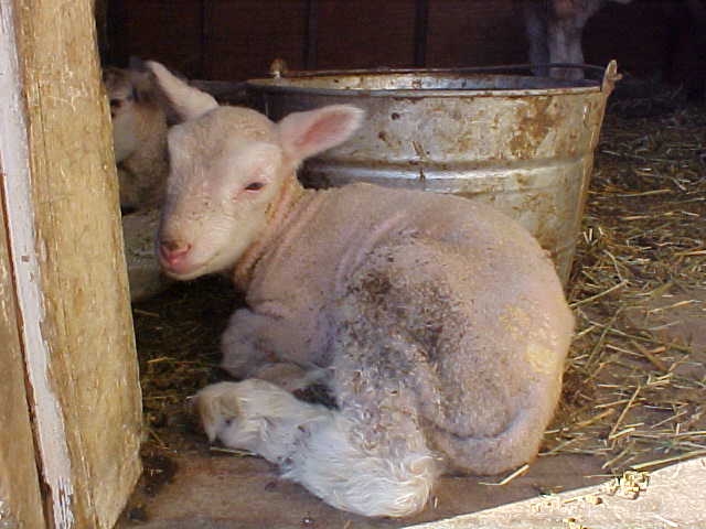 Lamb beside a bucket