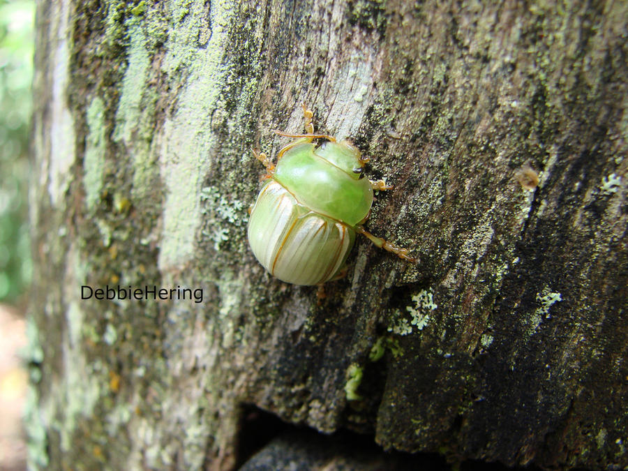 Debaru Insect Insect by deborahering on DeviantArt