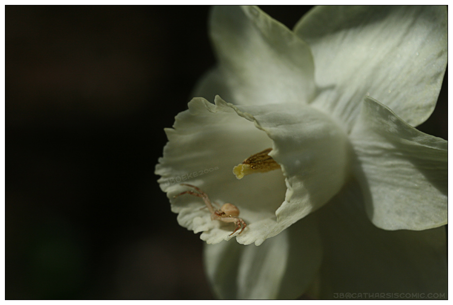 Never Trust Daffodils