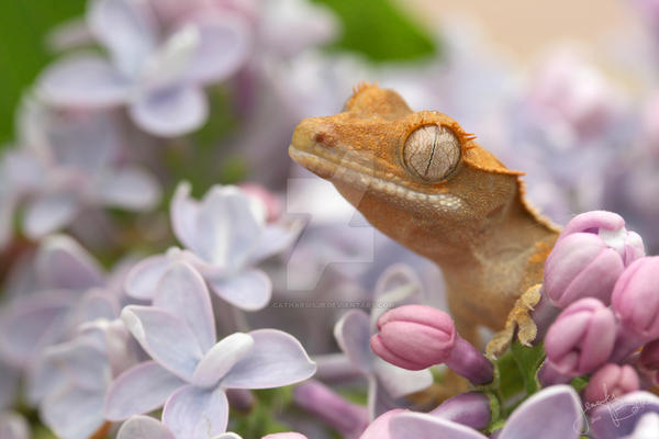 Licks and Lilacs: Spumoni