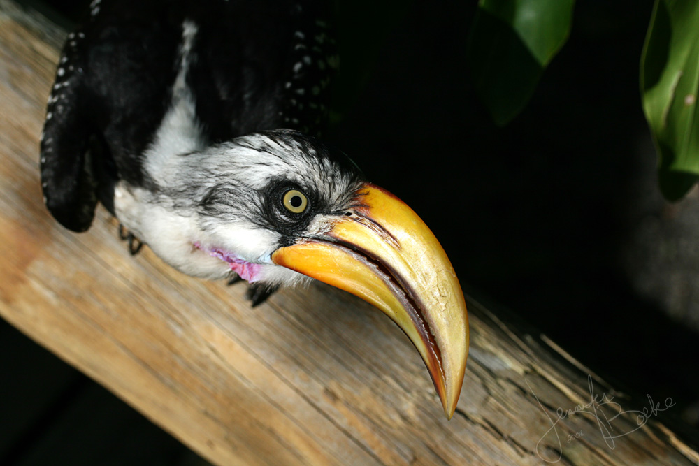 Hornbill Sees All