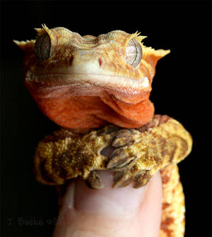 Gecko Yoda