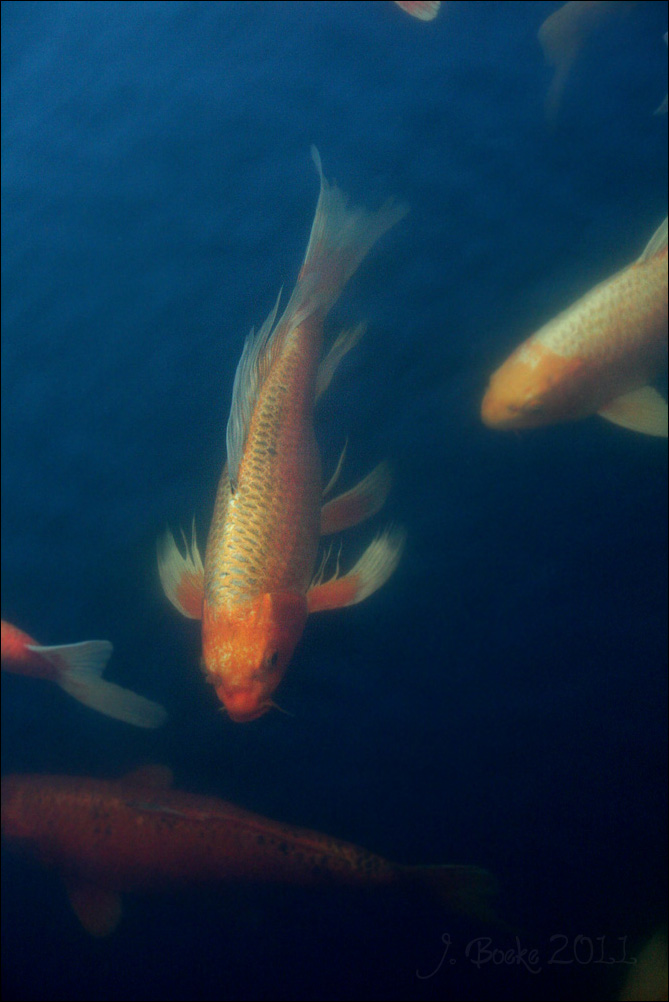 Koi Dragon