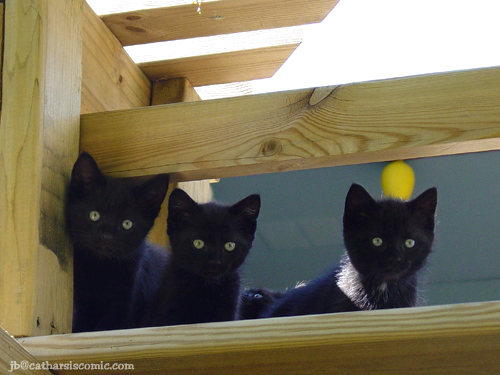 Three Black Kittens