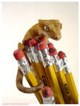 Taquito, Tail, Pencils by CatharsisJB