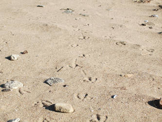 Sand Tracks