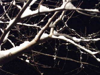 Snow birch